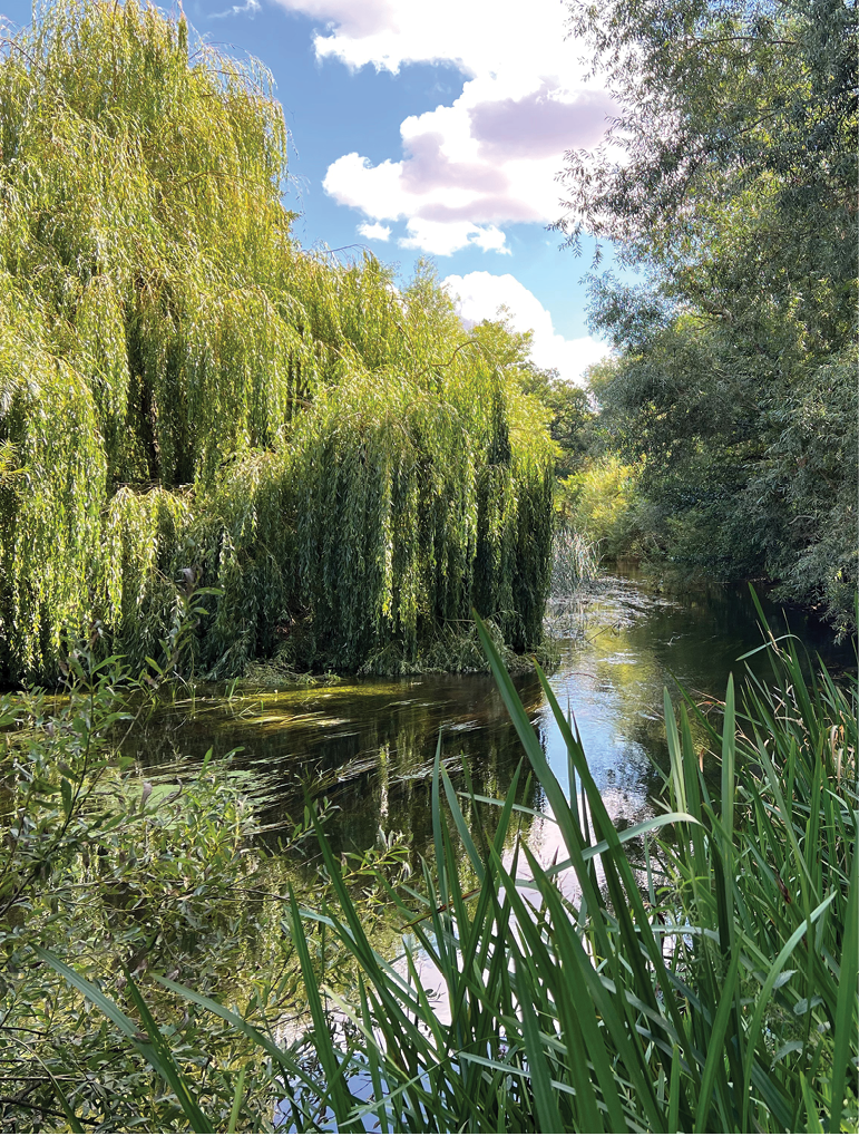 The River Wensum is a Special Area of Conservation with nutrient neutrality requirements